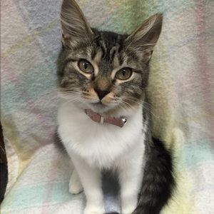 Meet your Posher, Sameya